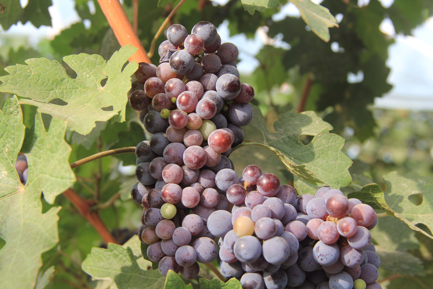 白露丨露從今夜白，詩酒入夢來