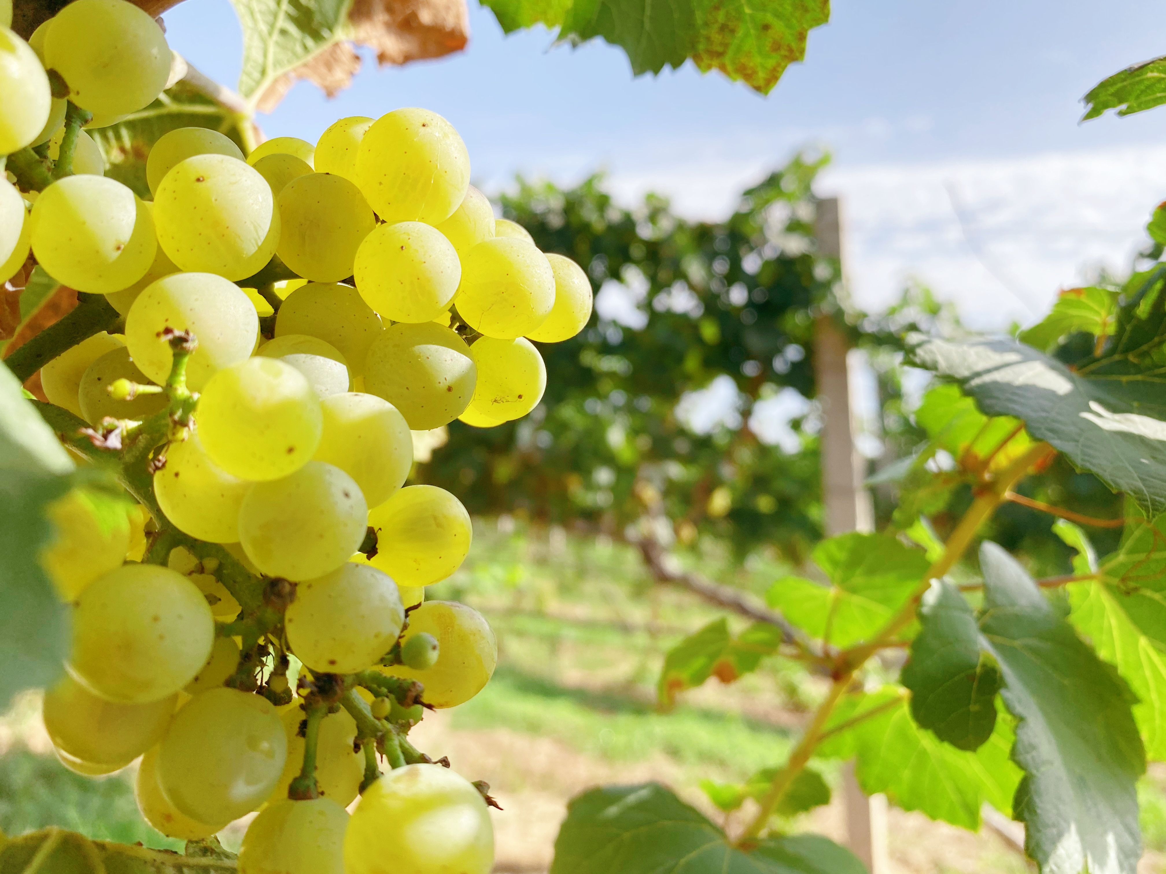 春耕夏耘后，秋收正當時~