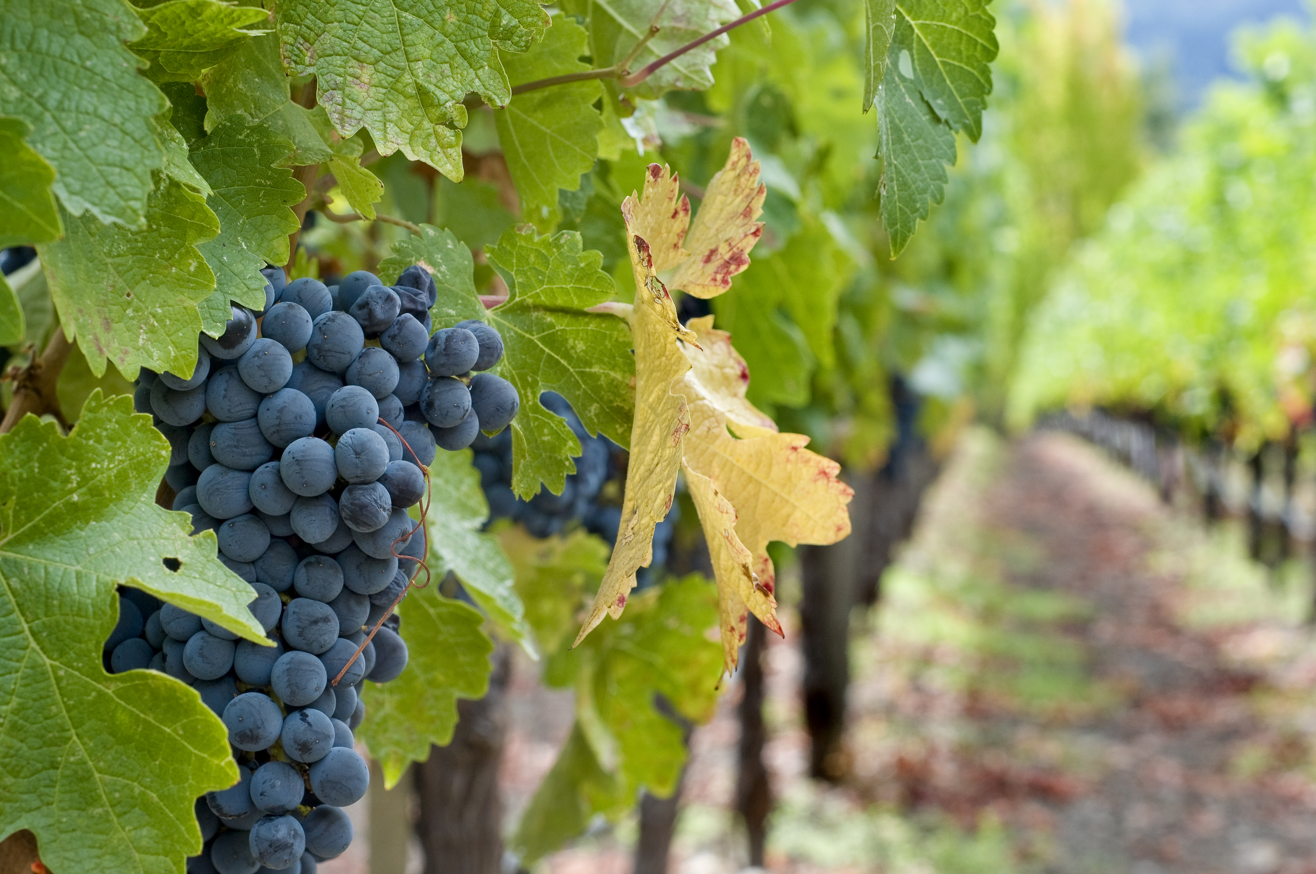 秋分 ▎晝夜相半，佳釀相伴