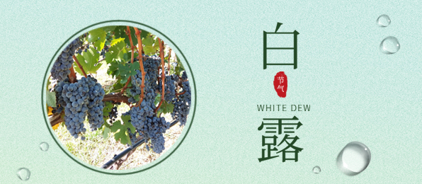 白露 ▎葡園循風，奔赴一場秋色