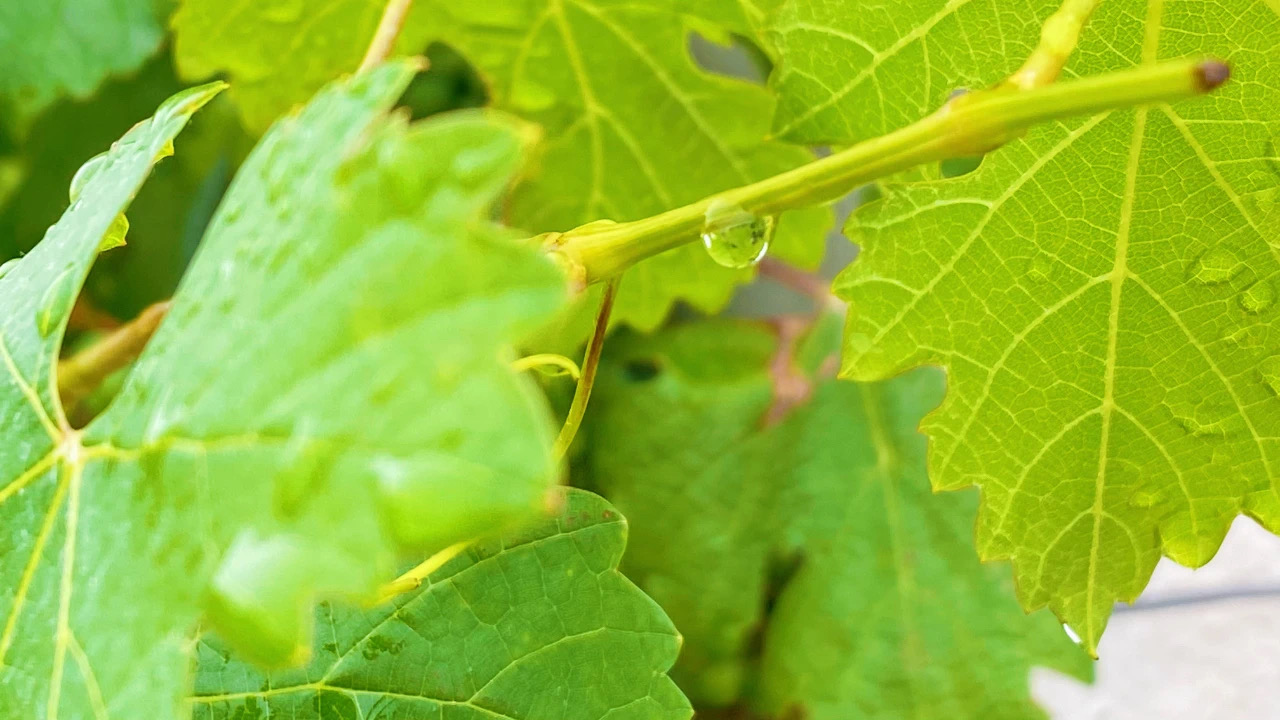 夏至 ▎萬物酣暢生長，葡園美好悠揚