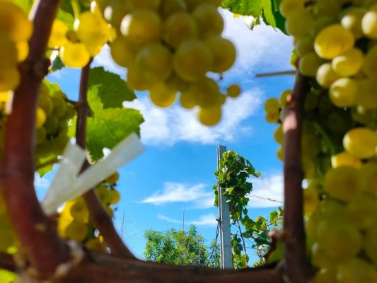 人間散落滴滴露，凝結（格瑞特）一個秋|白露